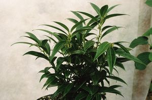 Sarcococca hookeriana var humilis